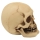 skull medium