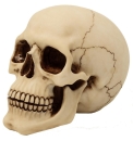 Natural Skull