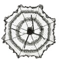 Salomea Lace Umbrella